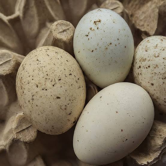 Turkey Eggs - Image 2