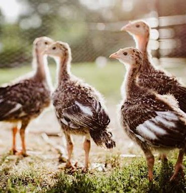 4 weeks Old Turkeys (Local)