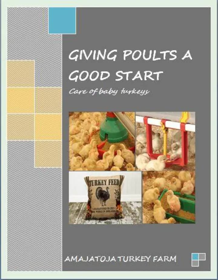 Giving Poults a Good Start (Care of baby turkeys)