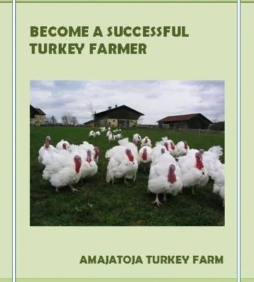 Become a Successful Turkey Farmer